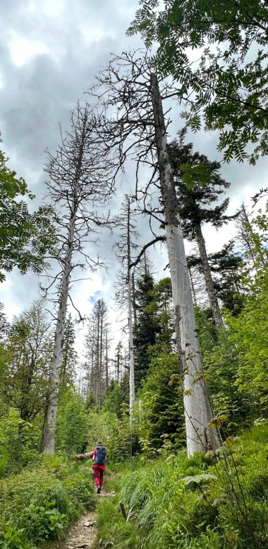 senderista en los bosques de la Selva Negra