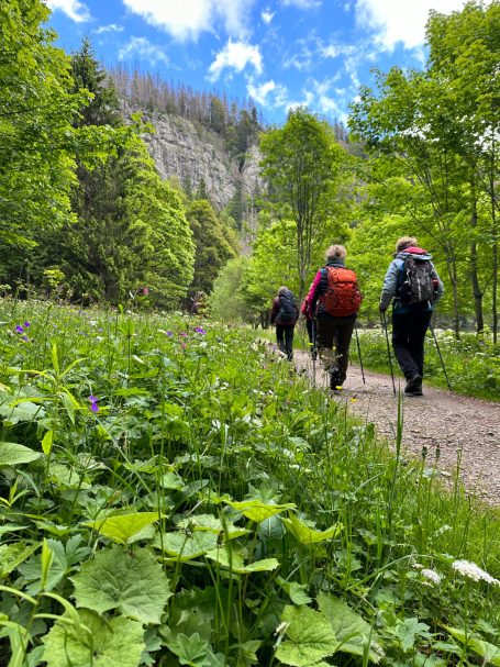 senderistas en la Selva Negra.Personas caminando por una senda en los bosques de la Selva Negra con mucha vegetación