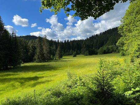 Pradera boscosa en la Selva Negra.Pradera de hierba fresca y grande entre los árboles de la Selva Negra en Alemania