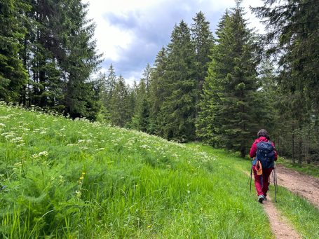 Bosques de cuento de La Selva Negra en Alemania.Persona practicando senderismo en la Selva Negra, caminando por un bosque de árboles enormes